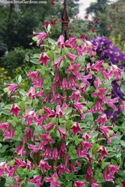Etioile Rose Clematis - 1 Gallon Pot -Trees And Plants clematis texensis etoile rose 4
