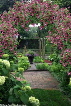 Etioile Rose Clematis - 1 Gallon Pot -Trees And Plants clematis texensis etoile rose 5