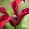 Gravetye Beauty Clematis - 1 Gallon Pot -Trees And Plants clematis texensis gravetye beauty 2