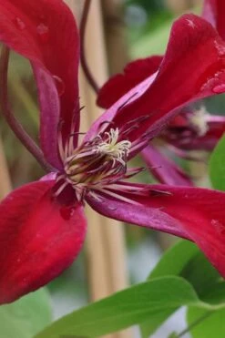 Gravetye Beauty Clematis - 1 Gallon Pot 16 Gravetye Beauty Clematis - 1 Gallon Pot -Trees And Plants clematis texensis gravetye beauty 6