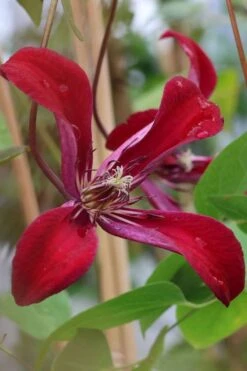 Gravetye Beauty Clematis - 1 Gallon Pot 15 Gravetye Beauty Clematis - 1 Gallon Pot -Trees And Plants clematis texensis gravetye beauty 7