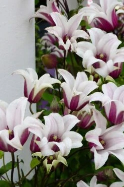 Princess Kate Clematis - 1 Gallon Pot -Trees And Plants clematis texensis princess kate 15