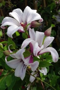 Princess Kate Clematis - 1 Gallon Pot -Trees And Plants clematis texensis princess kate 5