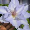 Tranquilite Clematis - 1 Gallon Pot -Trees And Plants clematis tranquilite 12