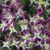 Rubromarginata Fragrant Clematis - 1 Gallon Pot -Trees And Plants clematis triternata rubromarginata 4