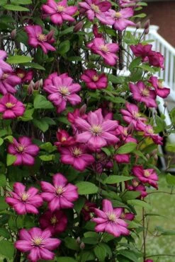 Ville De Lyon Clematis - 1 Gallon Pot -Trees And Plants clematis ville de lyon 2