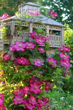 Ville De Lyon Clematis - 1 Gallon Pot -Trees And Plants clematis ville de lyon 7