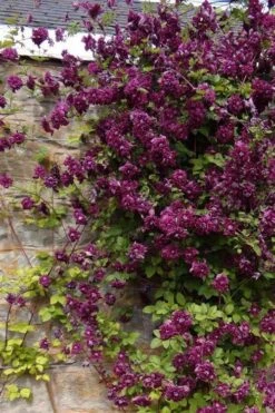 Purpurea Plena Elegans Clematis - 1 Gallon Pot -Trees And Plants clematis viticella purpurea plena elegans 1