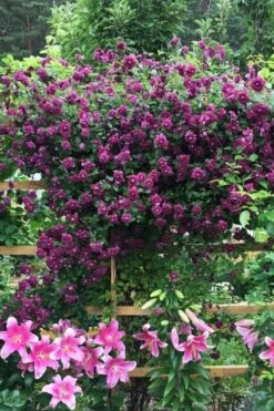 Purpurea Plena Elegans Clematis - 1 Gallon Pot -Trees And Plants clematis viticella purpurea plena elegans 3