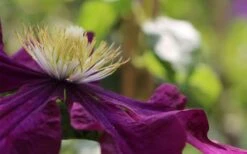 Warsaw Nike Clematis - 1 Gallon Pot -Trees And Plants clematis warsaw nike 10