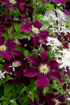 Warsaw Nike Clematis - 1 Gallon Pot -Trees And Plants clematis warsaw nike 11