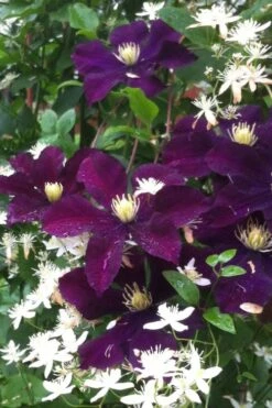 Warsaw Nike Clematis - 1 Gallon Pot -Trees And Plants clematis warsaw nike 12