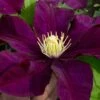 Warsaw Nike Clematis - 1 Gallon Pot -Trees And Plants clematis warsaw nike 15