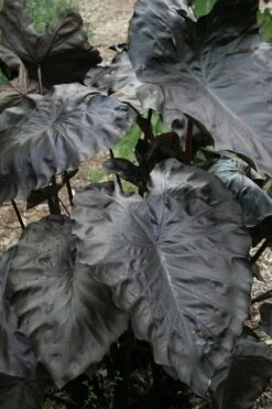 Royal Hawaiian Black Coral Elephant Ear (Colocasia) - 1 Gallon Pot -Trees And Plants colocasia esculenta black coral elephant ear 4