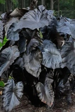 Royal Hawaiian Black Coral Elephant Ear (Colocasia) - 1 Gallon Pot -Trees And Plants colocasia esculenta black coral elephant ear 6