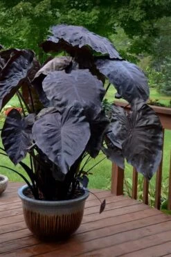 Royal Hawaiian Black Coral Elephant Ear (Colocasia) - 1 Gallon Pot -Trees And Plants colocasia esculenta black coral elephant ear 7