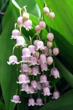 Pink Lily Of The Valley (Convallaria Majalis 'Rosea') - 1 Gallon Pot -Trees And Plants convallaria majalis rosea pink lily of the valley 1