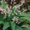 Pink Lily Of The Valley (Convallaria Majalis 'Rosea') - 1 Gallon Pot -Trees And Plants convallaria majalis rosea pink lily of the valley 2