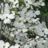 Jean's Appalachian Snow White Dogwood Tree - 7 Gallon Pot (4-5') -Trees And Plants cornus florida jeans appalachian snow white dogwood 3