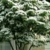 White Kousa Chinese Dogwood (Multi-Trunk) - 7 Gallon Pot (3-4') 1 White Kousa Chinese Dogwood (Multi-Trunk) - 7 Gallon Pot (3-4') -Trees And Plants cornus kousa multi trunk white chinese dogwood tree 1