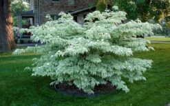 Wolf Eyes Variegated Kousa Dogwood - 5 Gallon Pot -Trees And Plants cornus kousa wolf eyes dogwood tree 20