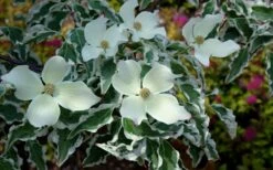 Wolf Eyes Variegated Kousa Dogwood - 5 Gallon Pot -Trees And Plants cornus kousa wolf eyes dogwood tree 21