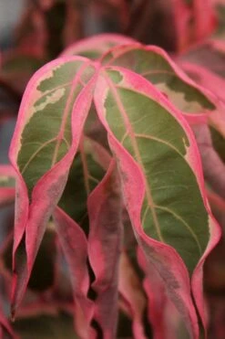 Wolf Eyes Variegated Kousa Dogwood - 5 Gallon Pot -Trees And Plants cornus kousa wolf eyes dogwood tree 22