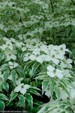 Wolf Eyes Variegated Kousa Dogwood - 5 Gallon Pot -Trees And Plants cornus kousa wolf eyes dogwood tree 24