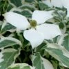 Wolf Eyes Variegated Kousa Dogwood - 5 Gallon Pot -Trees And Plants cornus kousa wolf eyes dogwood tree 25