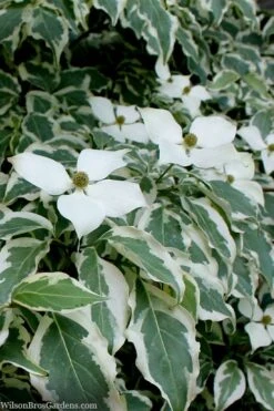 Wolf Eyes Variegated Kousa Dogwood - 5 Gallon Pot -Trees And Plants cornus kousa wolf eyes dogwood tree 26