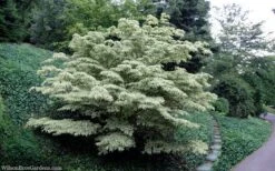 Wolf Eyes Variegated Kousa Dogwood - 5 Gallon Pot -Trees And Plants cornus kousa wolf eyes dogwood tree 30