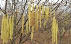 American Hazelnut Filbert (Corylus Americana) - 3 Pack Of 1.5 Quart Pots -Trees And Plants corylus american american hazelnut fall leaves 10 1