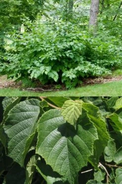 American Hazelnut (Filbert) - 1 Gallon Pot -Trees And Plants corylus american american hazelnut fall leaves 13