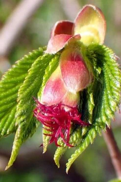 American Hazelnut (Filbert) - 1 Gallon Pot -Trees And Plants corylus american american hazelnut fall leaves 8