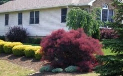 Velveteeny Purple Smoke Bush (Cotinus Coggygria) - 3 Gallon Pot -Trees And Plants cotinus coggygria velveteeny dwarf purple smoke bush 1