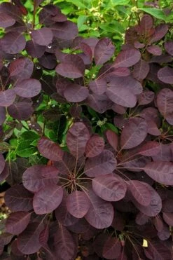 Velveteeny Purple Smoke Bush (Cotinus Coggygria) - 3 Gallon Pot -Trees And Plants cotinus coggygria velveteeny dwarf purple smoke bush 3