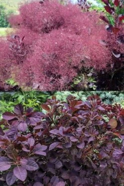 Velveteeny Purple Smoke Bush (Cotinus Coggygria) - 3 Gallon Pot -Trees And Plants cotinus coggygria velveteeny dwarf purple smoke bush 7