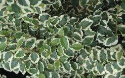 Variegated Creeping Fig - Ficus Pumila 'Variegata' - 5 Pack Of Pint Pots -Trees And Plants creeping fig ficus pumila variegata 50