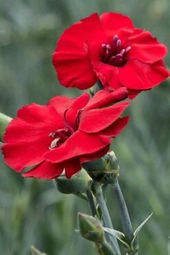 Cherry Pie Dianthus (Carnations) 1 Gallon Pot -Trees And Plants dianthus cherry pie 500x750 1