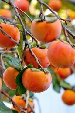 Fuyu Persimmon Tree - 7 Gallon Pot (4-5') -Trees And Plants diospyros kaki fuyu persimmon tree 3