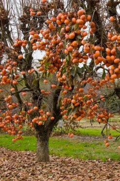 Fuyu Persimmon Tree - 7 Gallon Pot (4-5') -Trees And Plants diospyros kaki fuyu persimmon tree 5
