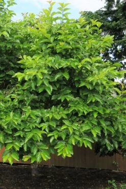Fuyu Persimmon Tree - 7 Gallon Pot (4-5') -Trees And Plants diospyros kaki fuyu persimmon tree 7
