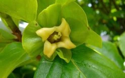 Fuyu Persimmon Tree - 7 Gallon Pot (4-5') -Trees And Plants diospyros kaki fuyu persimmon tree 9