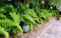 Autumn Brilliance Fern (Dryopteris Erythrosora) - 3 Gallon -Trees And Plants dryopteris erythrosora autumn brilliance fern 10