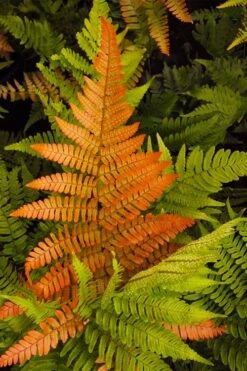 Autumn Brilliance Fern (Dryopteris Erythrosora) - 3 Gallon -Trees And Plants dryopteris erythrosora autumn brilliance fern 2