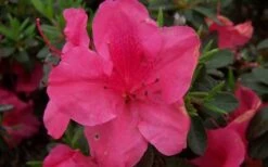 Autumn Carnival Encore Azalea - 1 Gallon Pot -Trees And Plants encore azalea autumn carnival