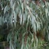Angus Cold Hardy Eucalyptus Tree (Eucalyptus Nicholii) - 5 Gallon Pot -Trees And Plants eucalyoptus nicholii angus 1