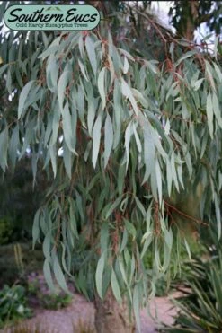 Angus Cold Hardy Eucalyptus Tree (Eucalyptus Nicholii) - 6 Pack Of 1 Gallon Pots