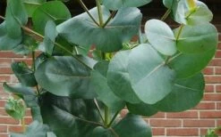 Big O Cold Hardy Eucalyptus Tree (Eucalyptus Neglecta) - Quart Pot 16 Big O Cold Hardy Eucalyptus Tree (Eucalyptus Neglecta) - Quart Pot -Trees And Plants eucalyptus bigo leaves 5