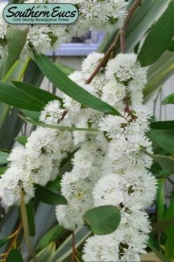 Snow Day Cold Hardy Eucalyptus Tree (Eucalyptus Gregsoniana) - 3 Gallon Pot